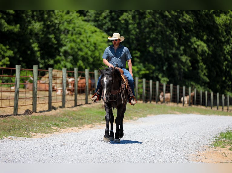 Frisones Mestizo Caballo castrado 6 años Negro in Santa Fe