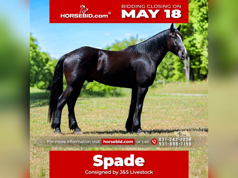 Frisones Mestizo Caballo castrado 6 años Negro in Santa Fe