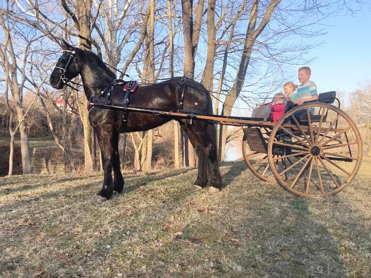 Frisones Caballo castrado 6 años Negro in McVeytown, PA