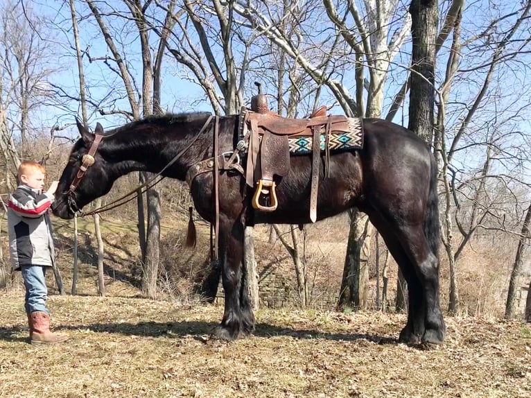 Frisones Caballo castrado 6 años Negro in McVeytown, PA