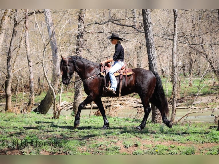 Frisones Caballo castrado 6 años Negro in flemingsburg KY