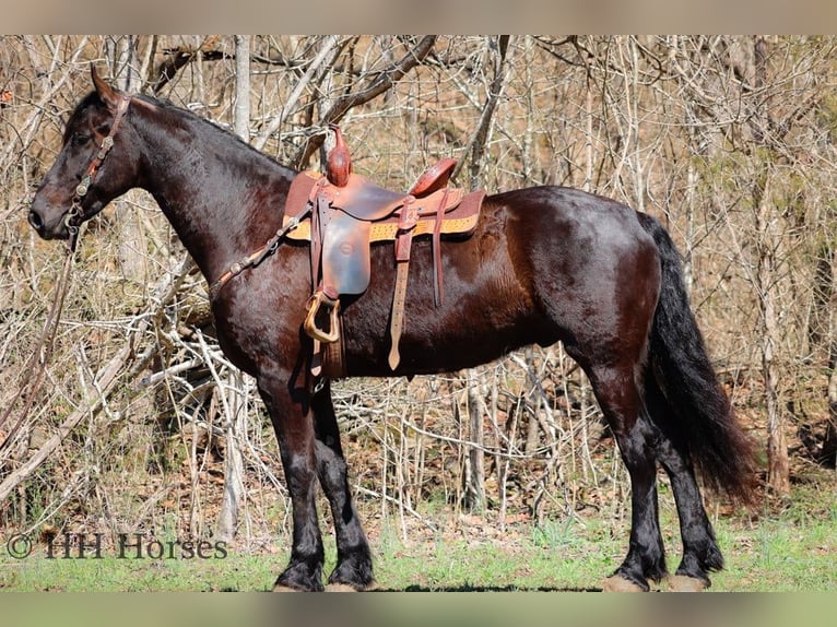 Frisones Caballo castrado 6 años Negro in flemingsburg KY