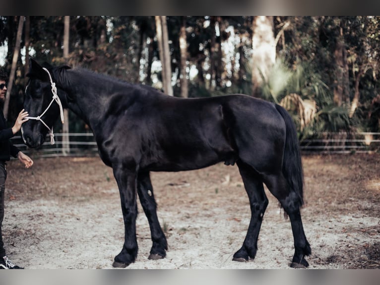 Frisones Caballo castrado 6 años Negro in Oviedo FL