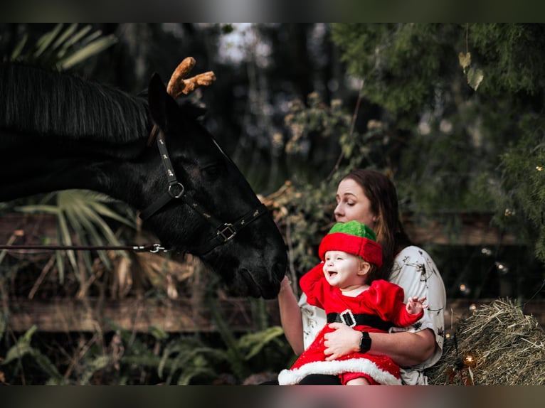 Frisones Caballo castrado 6 años Negro in Oviedo FL