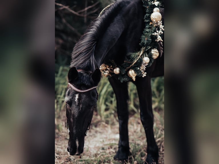 Frisones Caballo castrado 6 años Negro in Oviedo FL