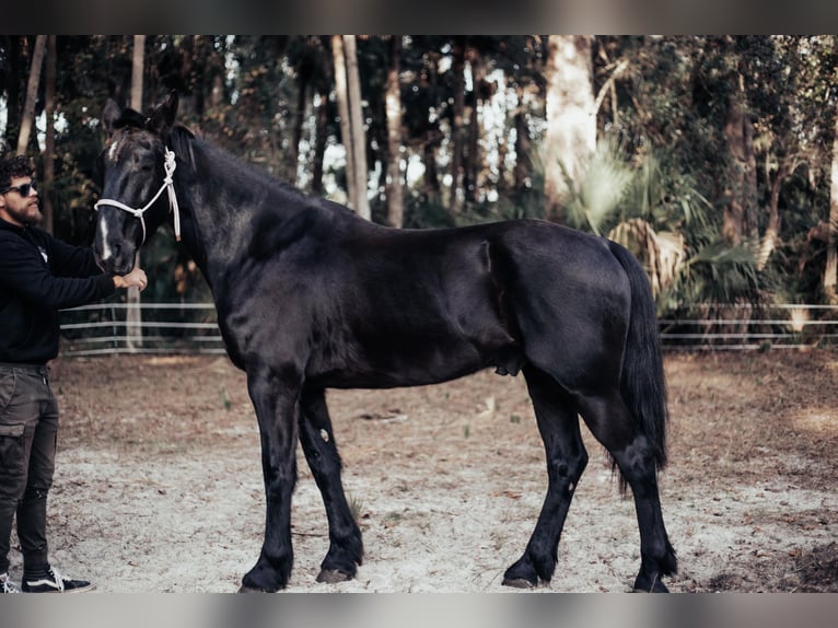 Frisones Caballo castrado 6 años Negro in Oviedo FL