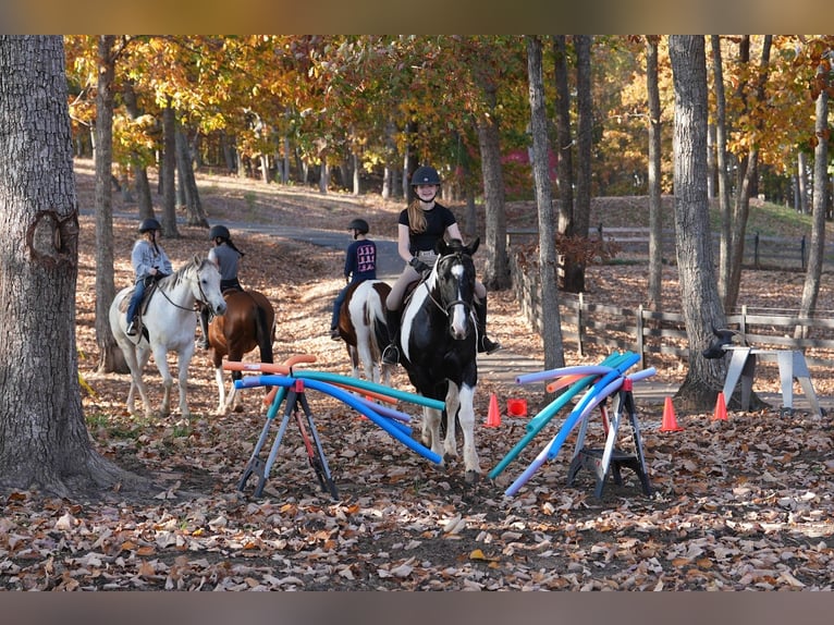 Frisones Mestizo Caballo castrado 6 años Pío in Clover