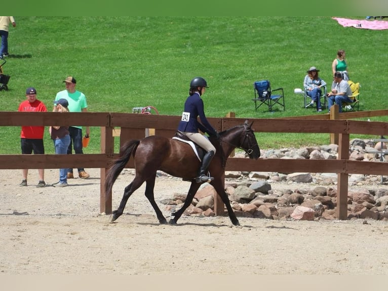 Frisones Caballo castrado 7 años 142 cm Negro in Howell MI