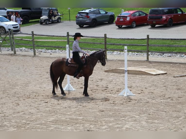 Frisones Caballo castrado 7 años 142 cm Negro in Howell MI