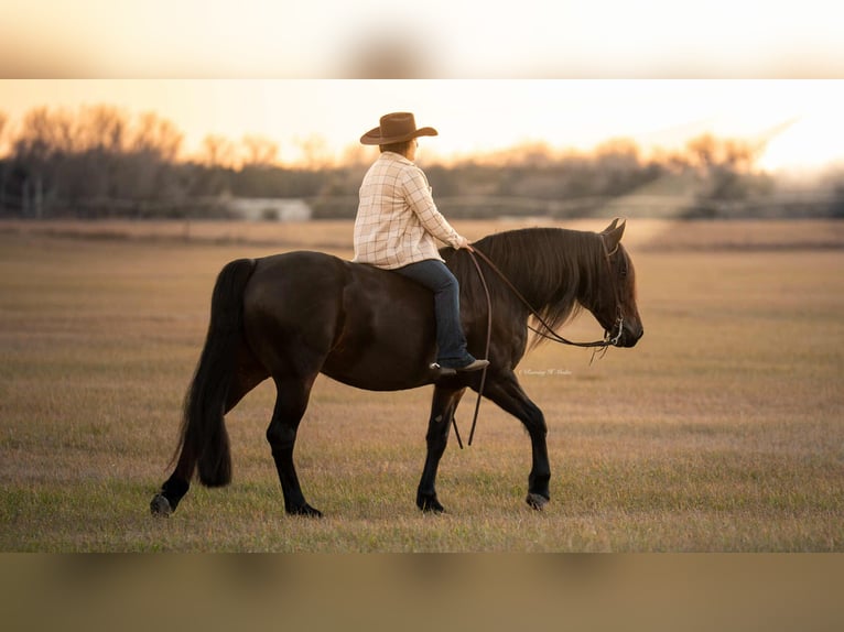 Frisones Mestizo Caballo castrado 7 años 152 cm Castaño oscuro in Grand Island