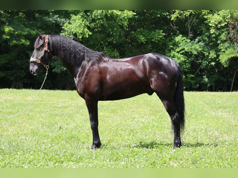 Frisones Caballo castrado 7 años 152 cm Negro in Flemingsburg KY