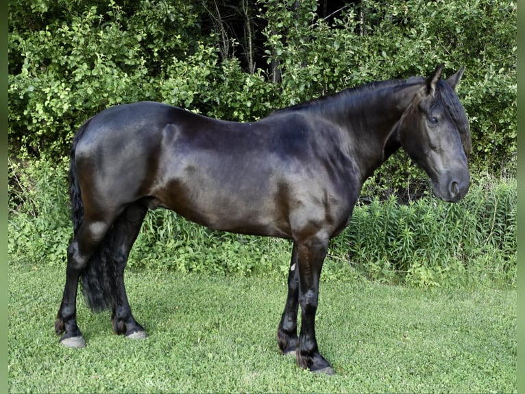 Frisones Caballo castrado 7 años 152 cm Negro in Warsaw NY