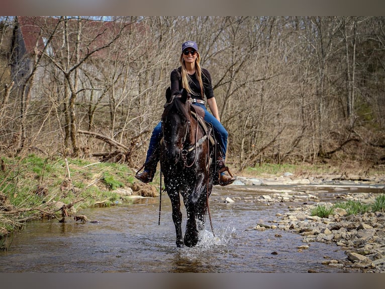 Frisones Caballo castrado 7 años 152 cm Negro in Hillsboro KY