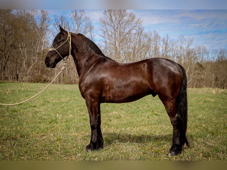 Frisones Caballo castrado 7 años 152 cm Negro in Hillsboro KY