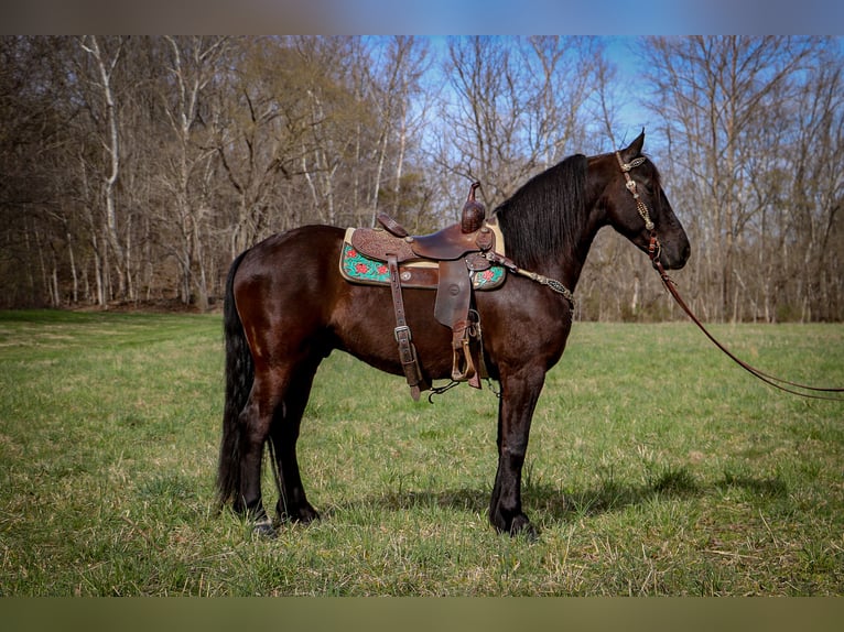 Frisones Caballo castrado 7 años 152 cm Negro in Hillsboro KY