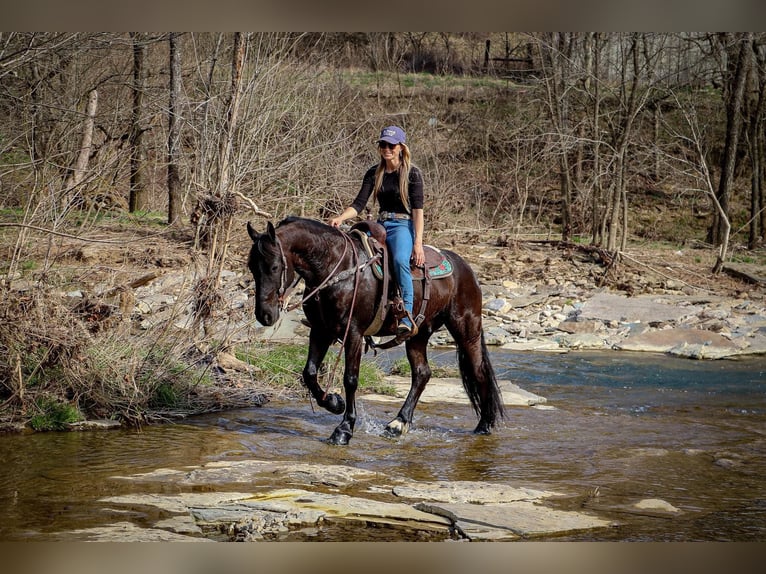 Frisones Caballo castrado 7 años 152 cm Negro in Hillsboro KY