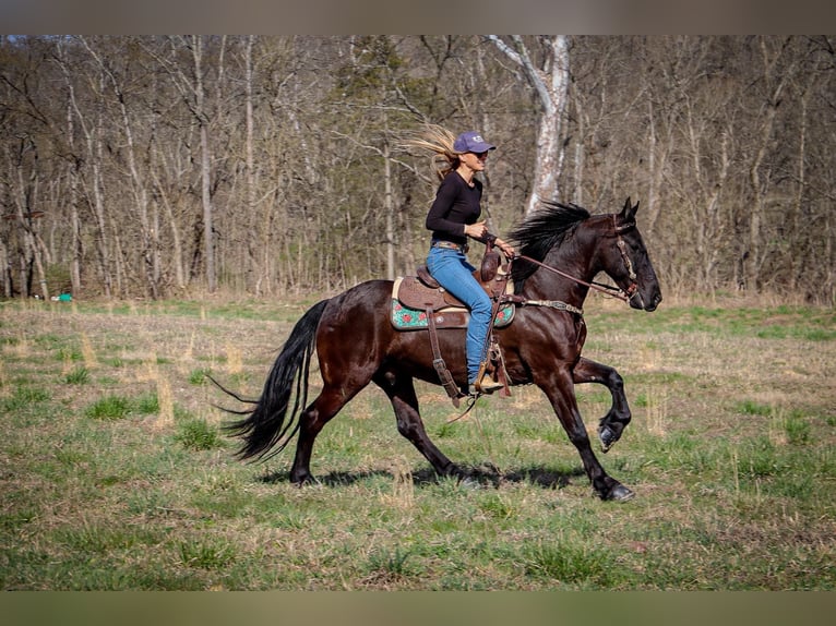 Frisones Caballo castrado 7 años 152 cm Negro in Hillsboro KY