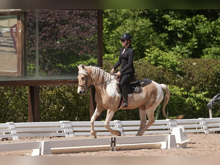 Frisones Mestizo Caballo castrado 7 años 152 cm Palomino in Clover, SC