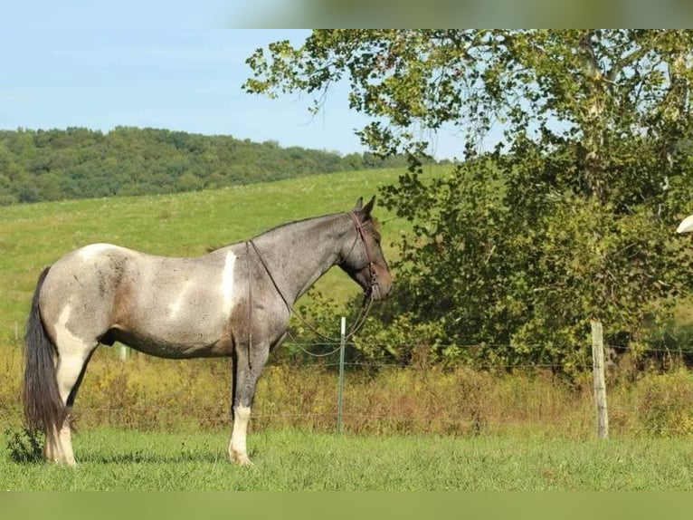 Frisones Caballo castrado 7 años 152 cm Ruano azulado in Baker WV