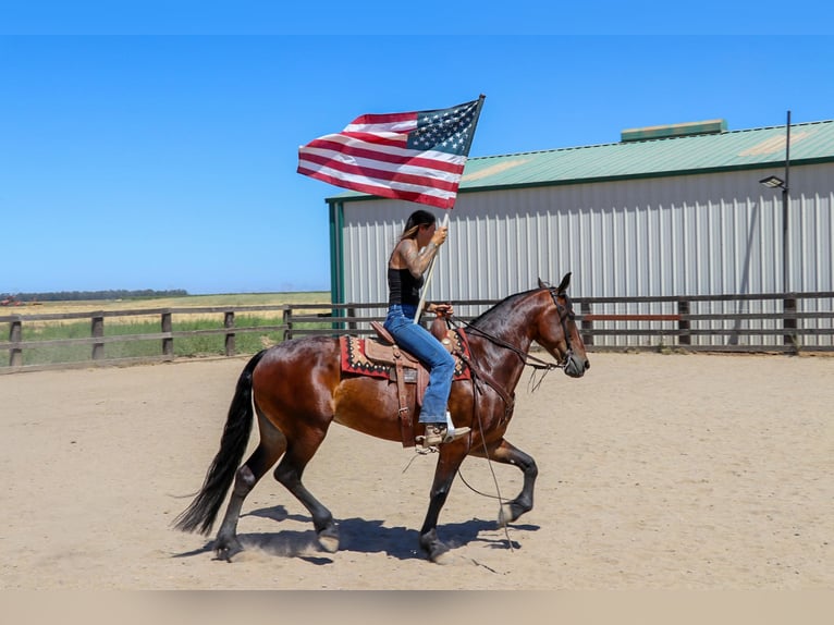 Frisones Caballo castrado 7 años 155 cm Castaño rojizo in Pleasant Grove CA