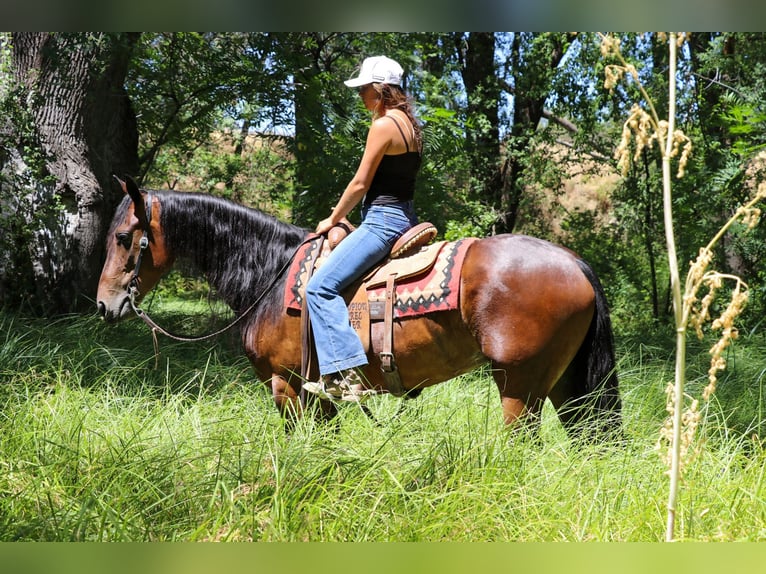 Frisones Caballo castrado 7 años 155 cm Castaño rojizo in Pleasant Grove CA