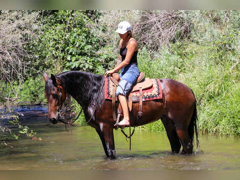 Frisones Caballo castrado 7 años 155 cm Castaño rojizo in Pleasant Grove CA