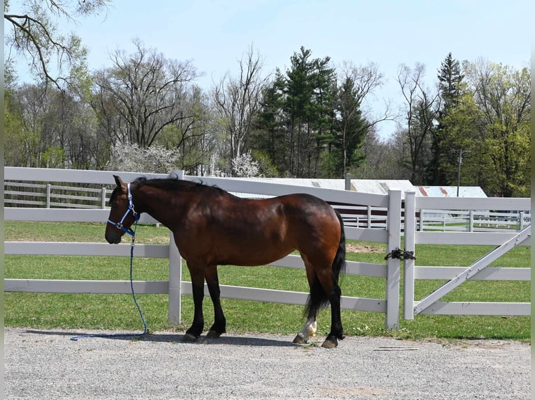 Frisones Caballo castrado 7 años 155 cm Castaño rojizo in Sturgis MI