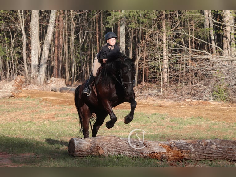 Frisones Caballo castrado 7 años 155 cm Negro in Clover, SC