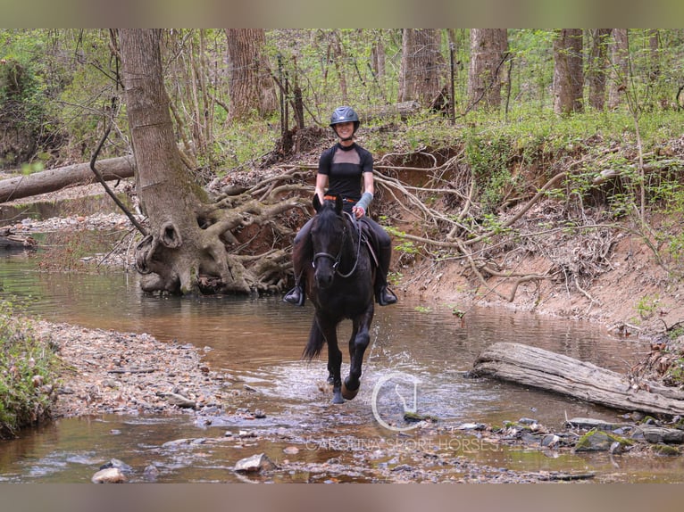Frisones Caballo castrado 7 años 155 cm Negro in Clover, SC