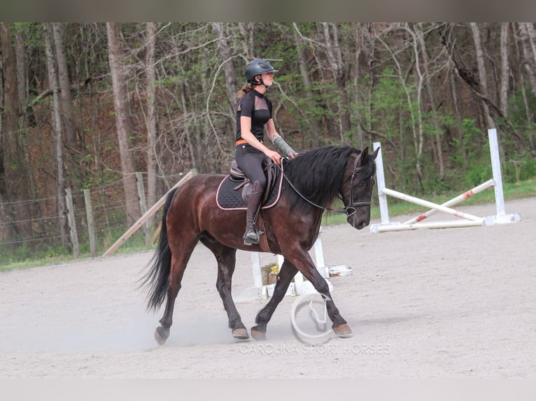 Frisones Caballo castrado 7 años 155 cm Negro in Clover, SC