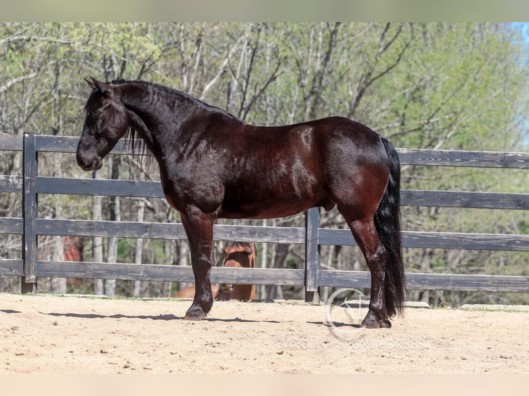 Frisones Caballo castrado 7 años 155 cm Negro in Clover, SC