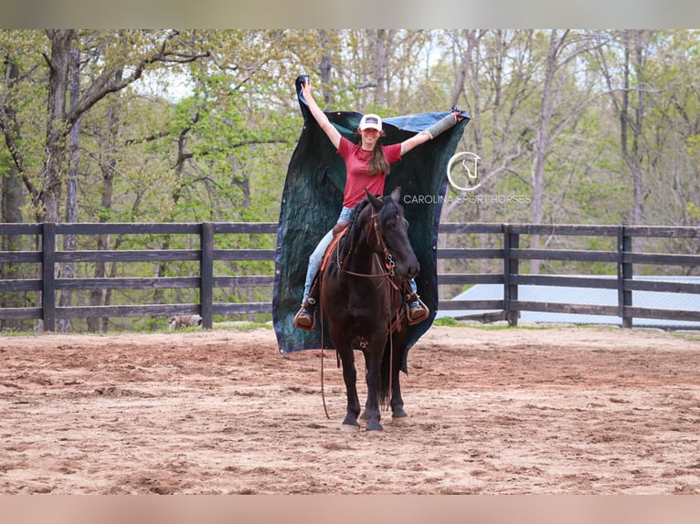 Frisones Caballo castrado 7 años 155 cm Negro in Clover, SC