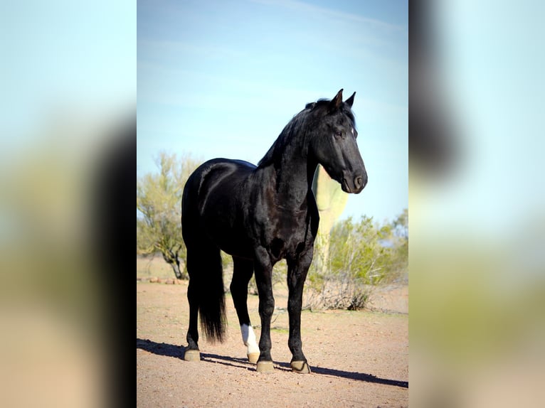 Frisones Mestizo Caballo castrado 7 años 155 cm Negro in Marana