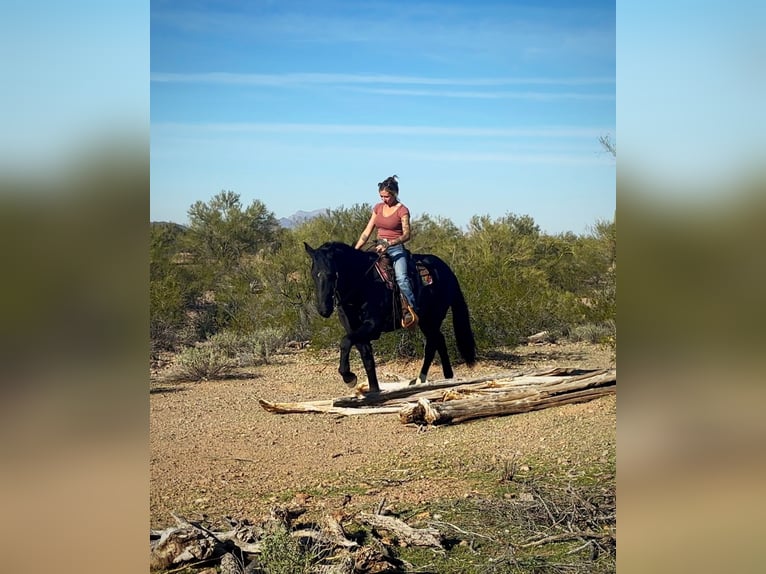 Frisones Mestizo Caballo castrado 7 años 155 cm Negro in Marana