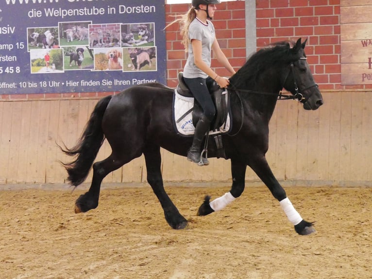 Frisones Caballo castrado 7 años 158 cm Negro in Dorsten