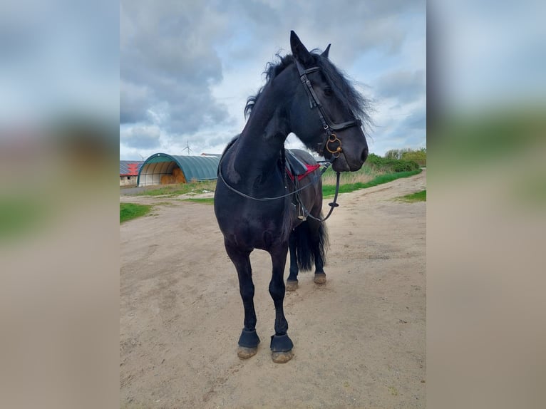 Frisones Caballo castrado 7 años 160 cm Negro in Brieselang