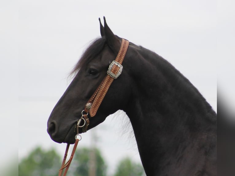 Frisones Caballo castrado 7 años 160 cm Negro in Whitley City KY