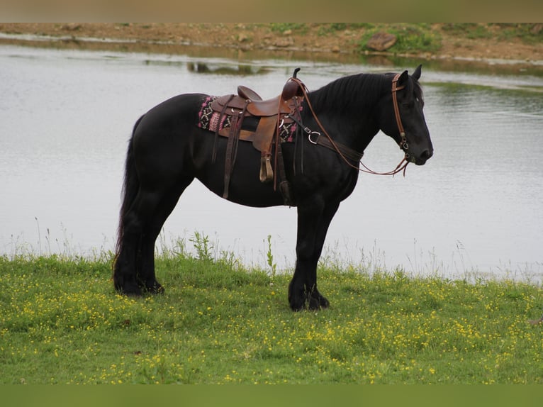 Frisones Caballo castrado 7 años 160 cm Negro in Whitley City KY