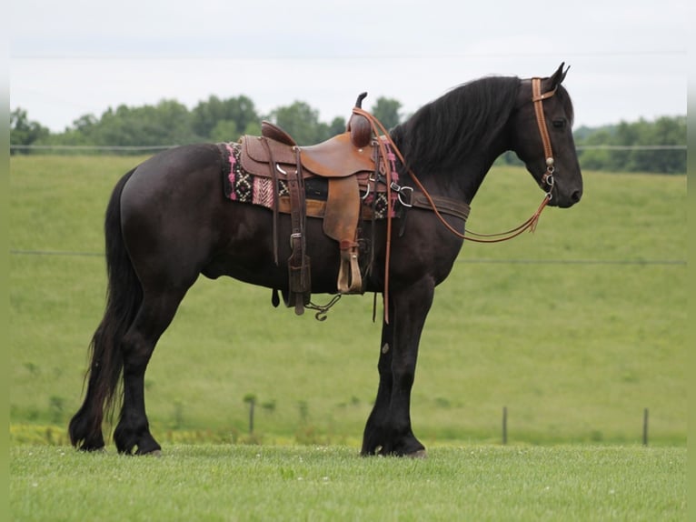 Frisones Caballo castrado 7 años 160 cm Negro in Whitley City KY