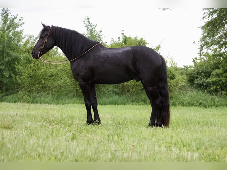 Frisones Caballo castrado 7 años 160 cm Negro in North Judson IN