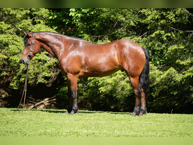 Frisones Mestizo Caballo castrado 7 años 163 cm Castaño rojizo in Fresno