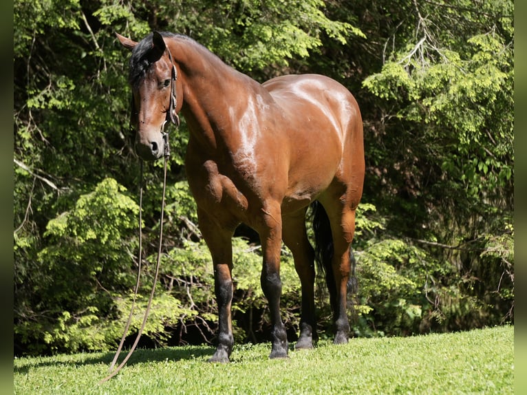 Frisones Mestizo Caballo castrado 7 años 163 cm Castaño rojizo in Fresno