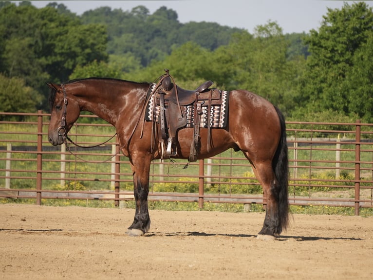 Frisones Mestizo Caballo castrado 7 años 163 cm Castaño rojizo in Fresno