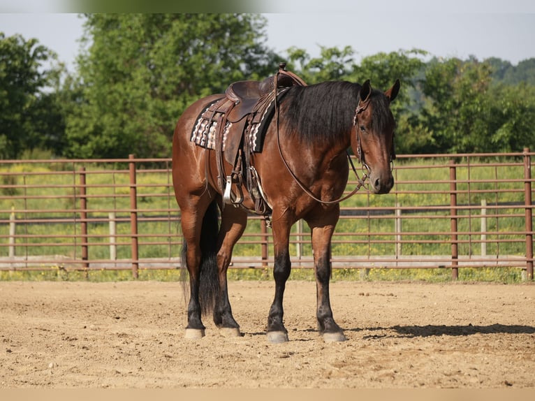 Frisones Mestizo Caballo castrado 7 años 163 cm Castaño rojizo in Fresno