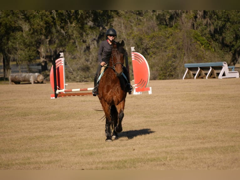 Frisones Mestizo Caballo castrado 7 años 163 cm Castaño rojizo in Fresno