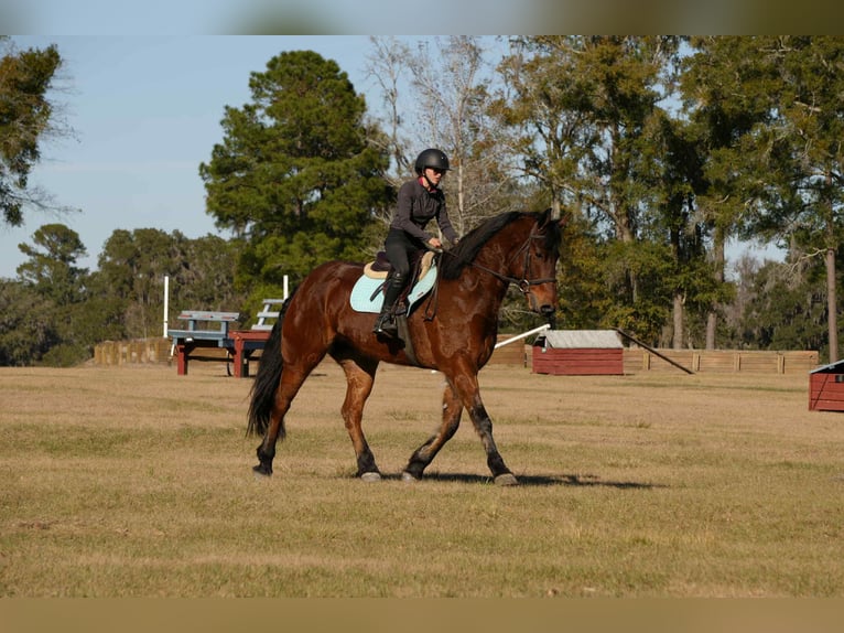 Frisones Mestizo Caballo castrado 7 años 163 cm Castaño rojizo in Fresno
