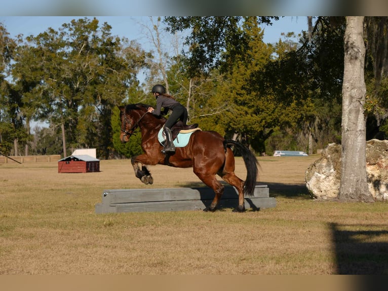 Frisones Mestizo Caballo castrado 7 años 163 cm Castaño rojizo in Fresno