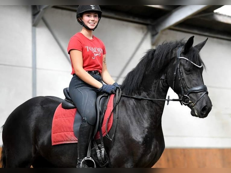 Frisones Caballo castrado 7 años 163 cm Morcillo in Siehdichum Pohlitz