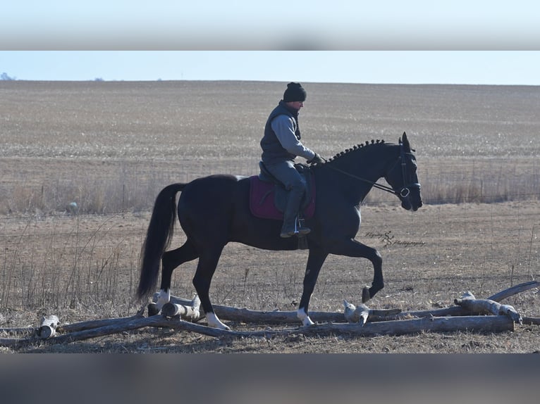 Frisones Caballo castrado 7 años 163 cm Negro in Fairbank IA