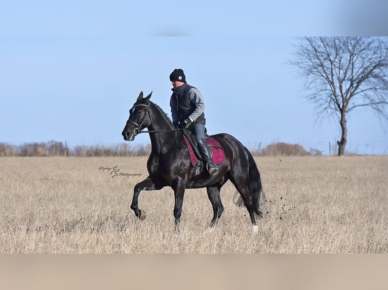 Frisones Caballo castrado 7 años 163 cm Negro in Fairbank IA